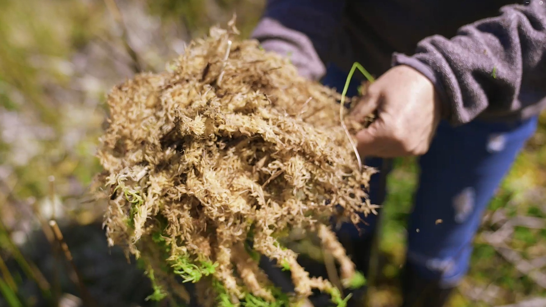 Sphagnum magellanicum